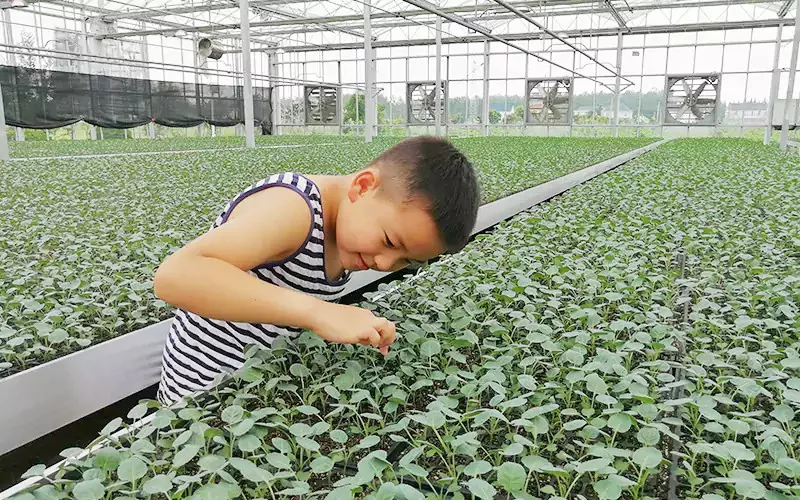 बुद्धिमान बिरुवा ग्लास ग्रीनहाउस